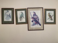 4 Vintage Framed Parrot Prints - 3 x G.Broinowski 1 x Gould
