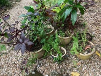 Large Terracotta Pot with Greek Key Design + 7 Smaller Glazed Stoneware Pots & Plants - 3