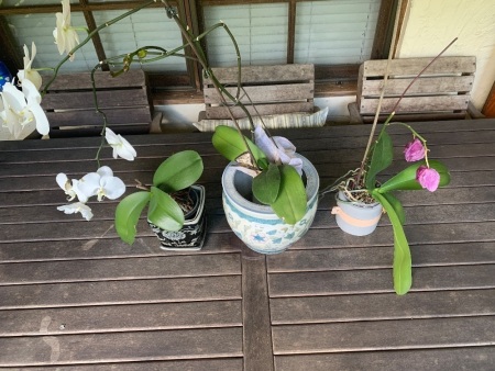 Collection of 3 Glazed Flower Pots + Orchids