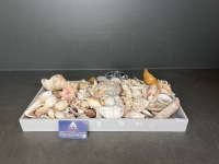 Box Lot of Shells - Incs Clam Shell