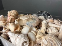 Box Lot of Shells - Incs Clam Shell - 2