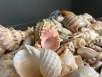 Box Lot of Shells - Incs Clam Shell - 3