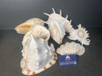 Lot of Large Shells