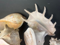 Lot of Large Shells - 2