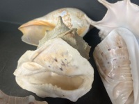 Lot of Large Shells - 3