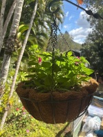 Hanging plants x 5