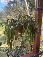 Hanging plants x 5 - 2