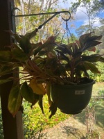 Hanging plants x 5 - 4