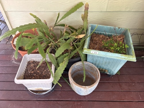 Qty pot plant pots