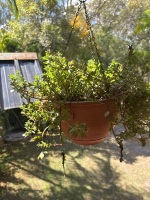 6 assorted plants - 3