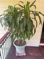 Large happy plant in pot