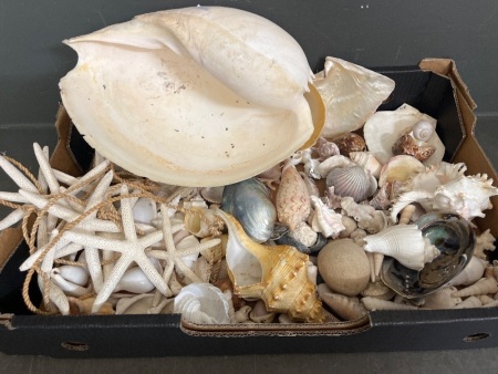 Lot of Shells