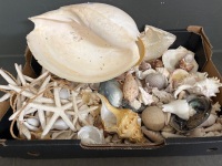 Lot of Shells