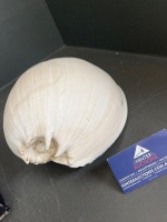 Lot of Shells - 2