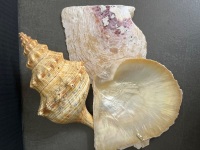 Lot of Shells - 3