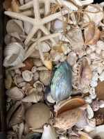 Lot of Shells - 4