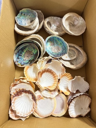 Box lot of Scallop and abalone shells (paua)