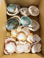 Box lot of Scallop and abalone shells (paua)