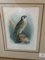 5 Antique Framed Lithogrpahs of British Scenes and Falcon - 3