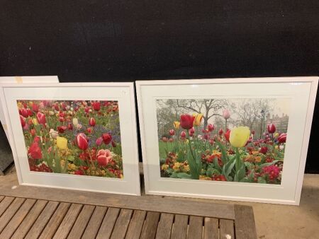 Pair of Large Framed Tulip Photographs