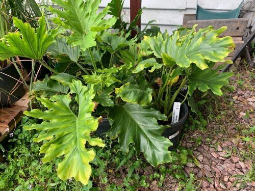 Asstd Lot of Plants - 2 Philodendron + 2 Xanadu