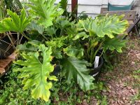 Asstd Lot of Plants - 2 Philodendron + 2 Xanadu