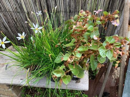 4 x Potted Rain Lillies + 2 Begonias