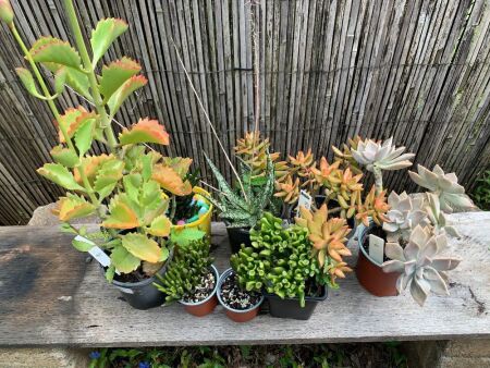 9 x Assorted Potted Succulents