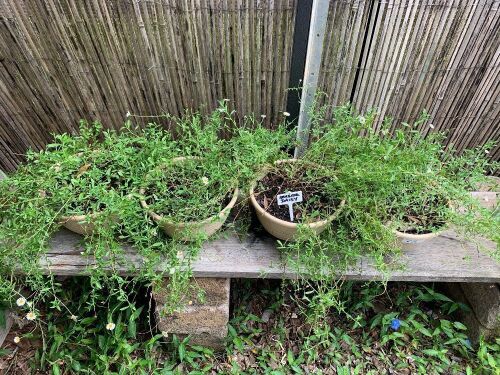 4 x Potted Seaside Daises