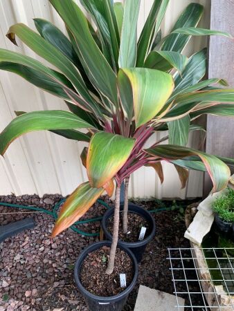 2 x Large Potted Cordylines