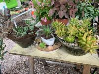 3 Asstd Succulent Gardens