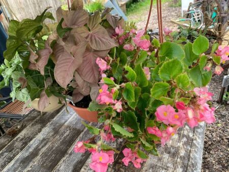 3 Asstd Hanging Baskets