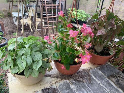 3 Asstd Hanging Baskets