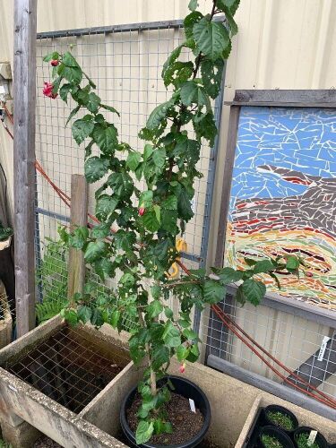 Tall Potted Red Hibiscus