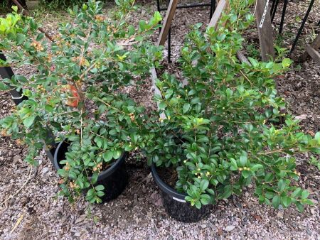 2 x Potted Syzygium Australe