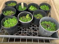 9 x Potted Lileopsis Brisbaneasis Water Plants