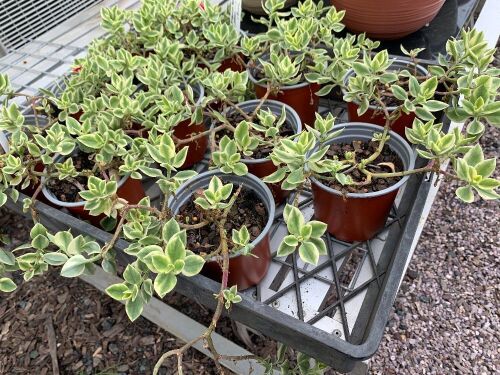 Tray of 11 Potted Sunroses