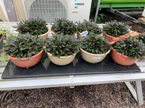 9 x Potted Ajuga Hanging Baskets