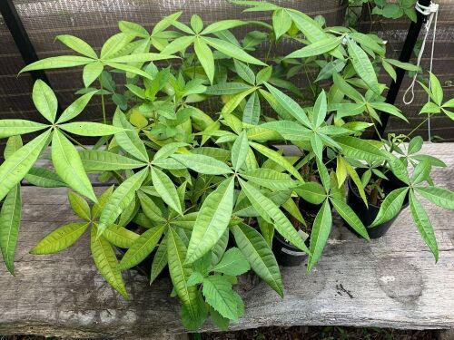 10 x Potted Malabar Chestnut Plants