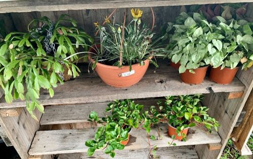 Asstd Lot of 8 Potted Plants