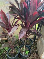 4 x Large Potted Cordylines