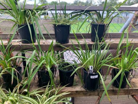 8 x Potted Kangaroo Paws