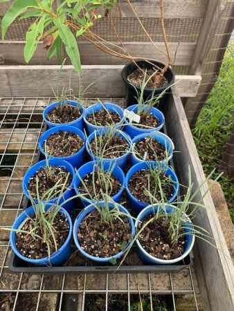 Tray of 12 Potted Society Garlics + Gum Tree