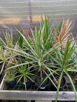 14 x Potted Dracena