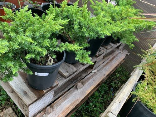 5 x Potted Juniper All Gold