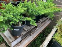 5 x Potted Juniper All Gold