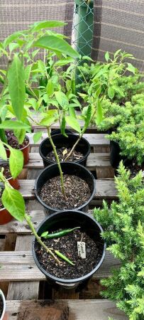 4 x Potted Cayenne Chilli Peppers