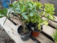 3 x Potted Jade Tree