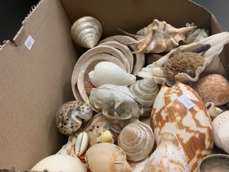 Asstd Box Lot of Interesting Vintage Shells, Sea Urchins. Coral Etc