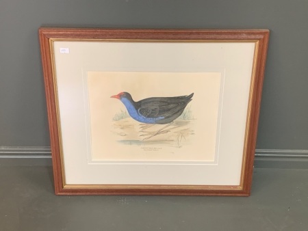 Original Hand Coloured Lithograph of Porphrio Bellus by Silvester Diggles c1870.